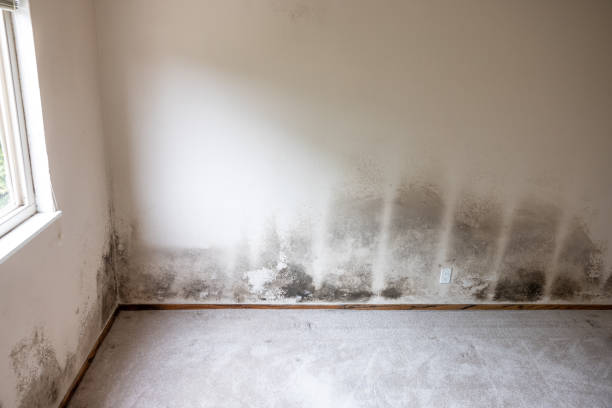 Kosciusko, MS Mold Inspection, Removal & Remediation Company